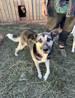 Kangurusha❤️sucht Platz in eurem Herzen - Rott (Inn)