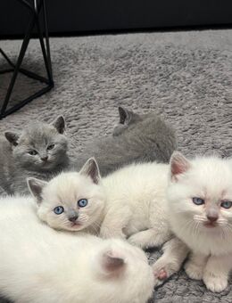 Bkh/russisch blau Babykatzen - Gifhorn