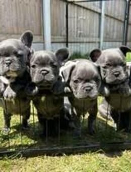 Liebevolle Französische Bulldoggenwelpen suchen ein neues Zuhause - Duisburg