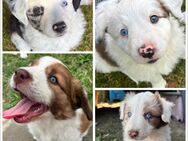 Australian Shepherd Welpen Bunte Herzensbrecher - Rehna