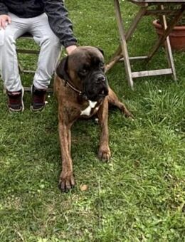 Schweren Herzens: Unser Boxer Devil sucht ein neues Zuhause mit Herz 💕 - Weißenfels Burgwerben