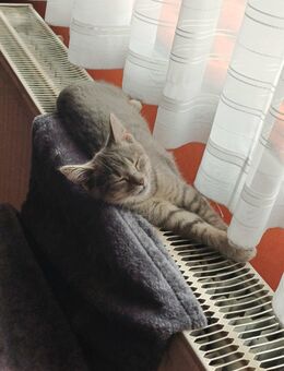 Katzenmädchen sucht ein Zuhause - Stahnsdorf