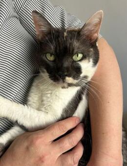 🐾Charmante Einzelkatze Dorothy🐾 - Eislingen (Fils)