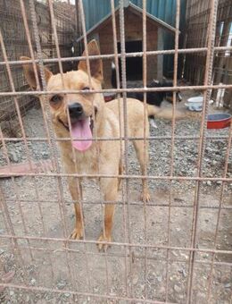 Pinscher Mix Rüde, 1,5 Jahre - Kappeln (Schleswig-Holstein)