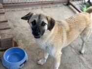 Rüde Idefix sucht liebe Menschen - Neuhausen (Fildern)