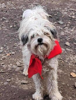 Flynn, Wuschel sucht Herzensmenschen - Langenhagen