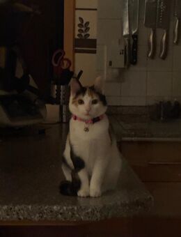 Katze zu verkaufen - Rhauderfehn