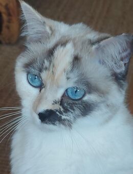 BKH mix Ragdoll Dame - Bad Nauheim
