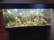 Aquarium verkauf - Schiffdorf