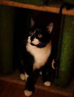 Katzenkind THADDÄUS sucht sein Zuhause! - Berlin