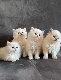 Wunderschöne BLH kitten zu reservieren. (Weibchen) - Berlin