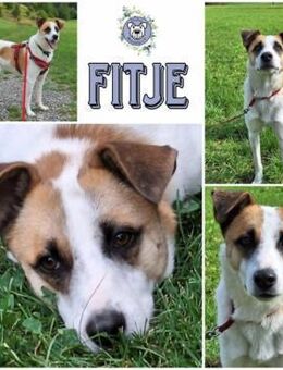 FITJE * ein Herz auf vier Pfoten - Duisburg