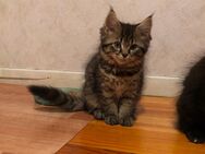 Maine-coon Kitten - Saarwellingen