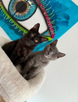 Verspielte Kätzchen 4,5 Monate alt 🐱 - Völklingen