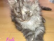 Main coon kitten mit stammbaum - Pfungstadt