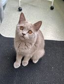 Britisch Kurzhaar Kater zu verkaufen in 44263