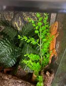 Hübscher oranger 1.0 Kronengecko sucht schönes neues Zuhause in 28279