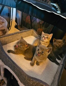 BKH Kitten - Sinsheim