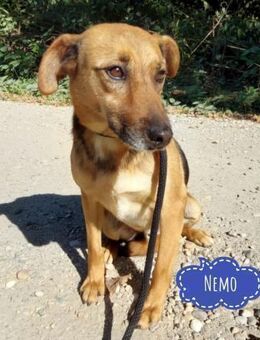 Nemo wartet seit 6 Jahren in Tierheim - Flörsheim-Dalsheim