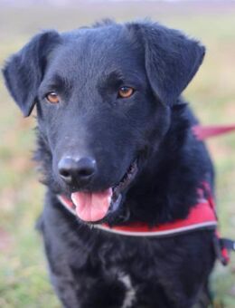 Feiner Bono 💗 Terrier-/Kroat.Schäfi-Mix - Hamburg