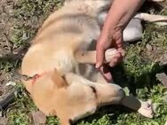 🐾Neugierige Mandy sucht dich🌼 - Eislingen (Fils)