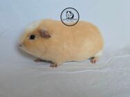 KASTRAT d Simba Meerschweinchen Rex creme/weiß Crested - Dortmund