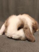 Kaninchen/Zwergwidder/MiniLop/Zwergkaninchen - Babies zur Abgabe in 38226