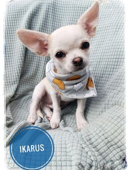 Chihuahua Rüde in Traumfarbe aus seriöser Zucht - Wiedergeltingen
