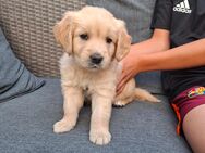 Golden retriever welpen Nala - Bad Hönningen