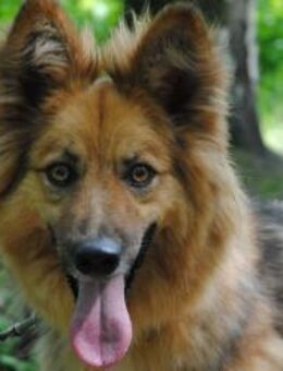 Ein richiger Hund für Dich, Leon - Augsburg