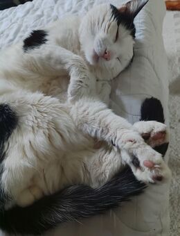 Kater sucht Freigang - Kiel Gaarden-Ost