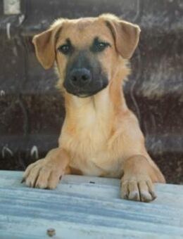 Gustav - sanft & kuschelig - Kallmünz