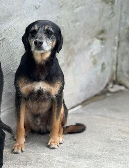 Freundlicher Banjou - Eichenzell