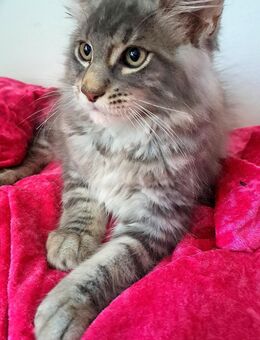 Maine Coon-Schmusemonster sucht Dosenöffner - Dresden