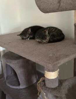 Süße Katzen suchen ein neues Zuhause. - Lübeck