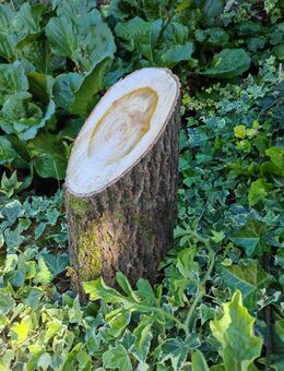 Deko Holz zum Selberbasteln - Landau (Pfalz)