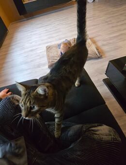 Simba Hauskater - Binsfeld