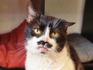 💛Gentle Gustave ein Herz aus Gold💛 - Eislingen (Fils)