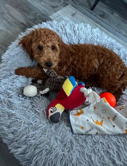 Pudel Rüde - Ranstadt