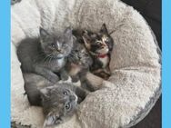 Süße BKH Siam Mix Kitten abzugeben! - Staßfurt