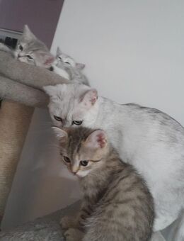 Zuckersüß BKH Kitte (Kater♡) - Hannover Bothfeld-Vahrenheide