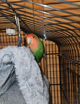 Rosenköpfchen + xxL Vogelkäfig mit Rollen + kleiner Vogel Käfig - Moers