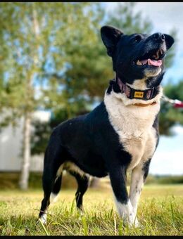 Holly-Power im Herzen,Kuscheln im Blut - Mönchengladbach