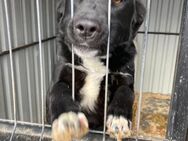 ❣️🐾Ein aktiver Traum: Finn🐾❣️ - Eislingen (Fils)