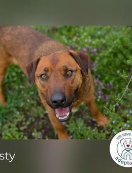 Rusty wartet auf seine Menschen - Kirchzell