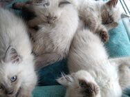 Reinrassige Neva Masquarede Kitten Sibirische Kitten - Wolfsegg