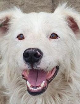 SIRIUS-fröhlicher,lebhafter Rüde, 41 cm - Rösrath