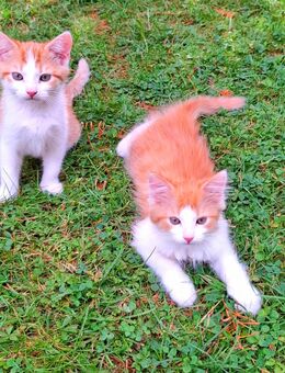 4х Sibirischen Waldkatze - Mix Kitten - Neustadt (Donau)