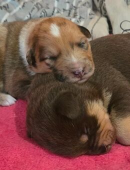 Aussiedor Welpen, Familienhunde, Labrador×Australienshephert - Wassenberg