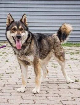 Catrina von kettenlos - Bollingstedt